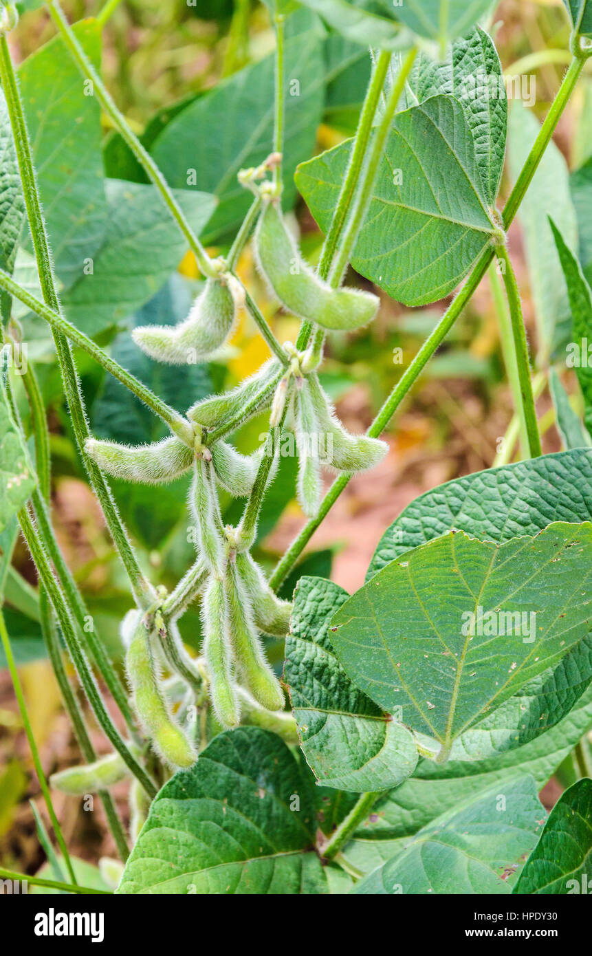 Pianta di soia ancora verde. Semi di soia e foglie verdi per la piantagione di una fattoria. Foto Stock