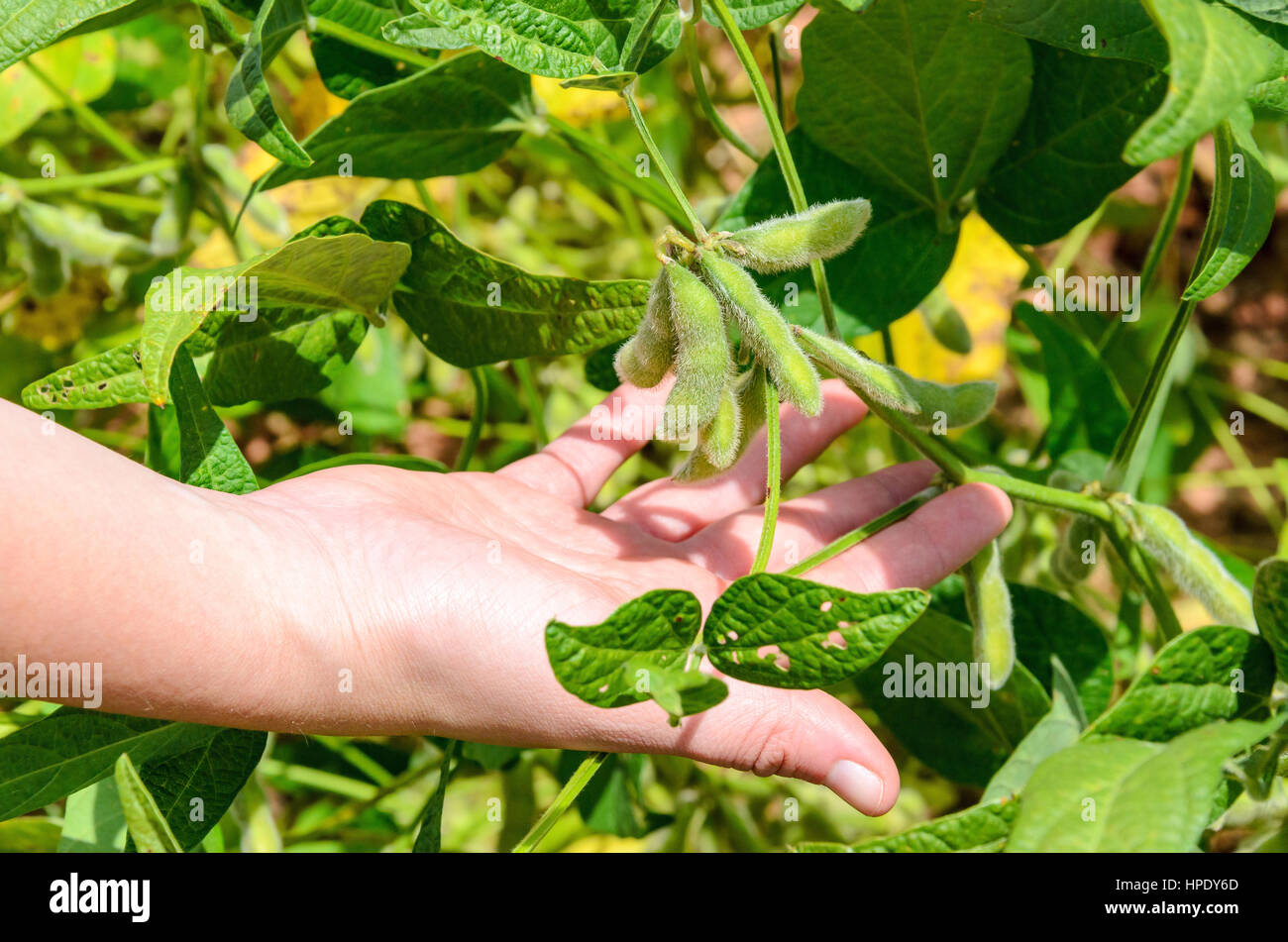 Mano che regge un ramo di soia nella piantagione. Grano ancora verde e alcune foglie mangiato da parassiti. Foto Stock