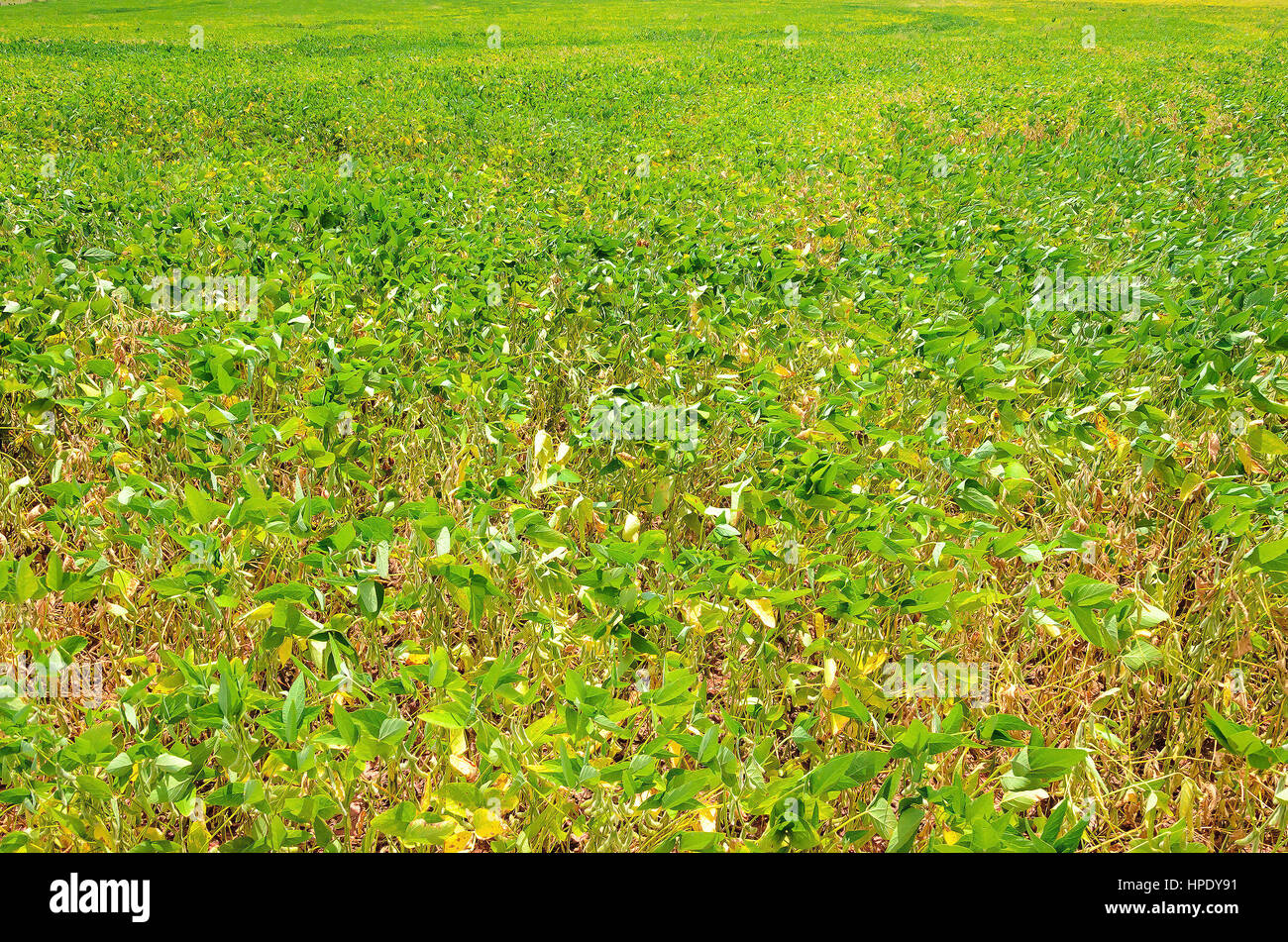Paesaggio rurale di piantagione di soia. Texture della pianta di soia. Foto Stock