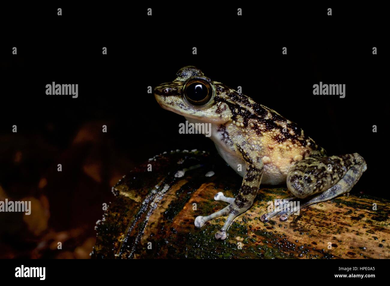 Una rana Torrent (Amolops larutensis) nella foresta pluviale di notte in Batang Kali, Selangor, Malaysia Foto Stock