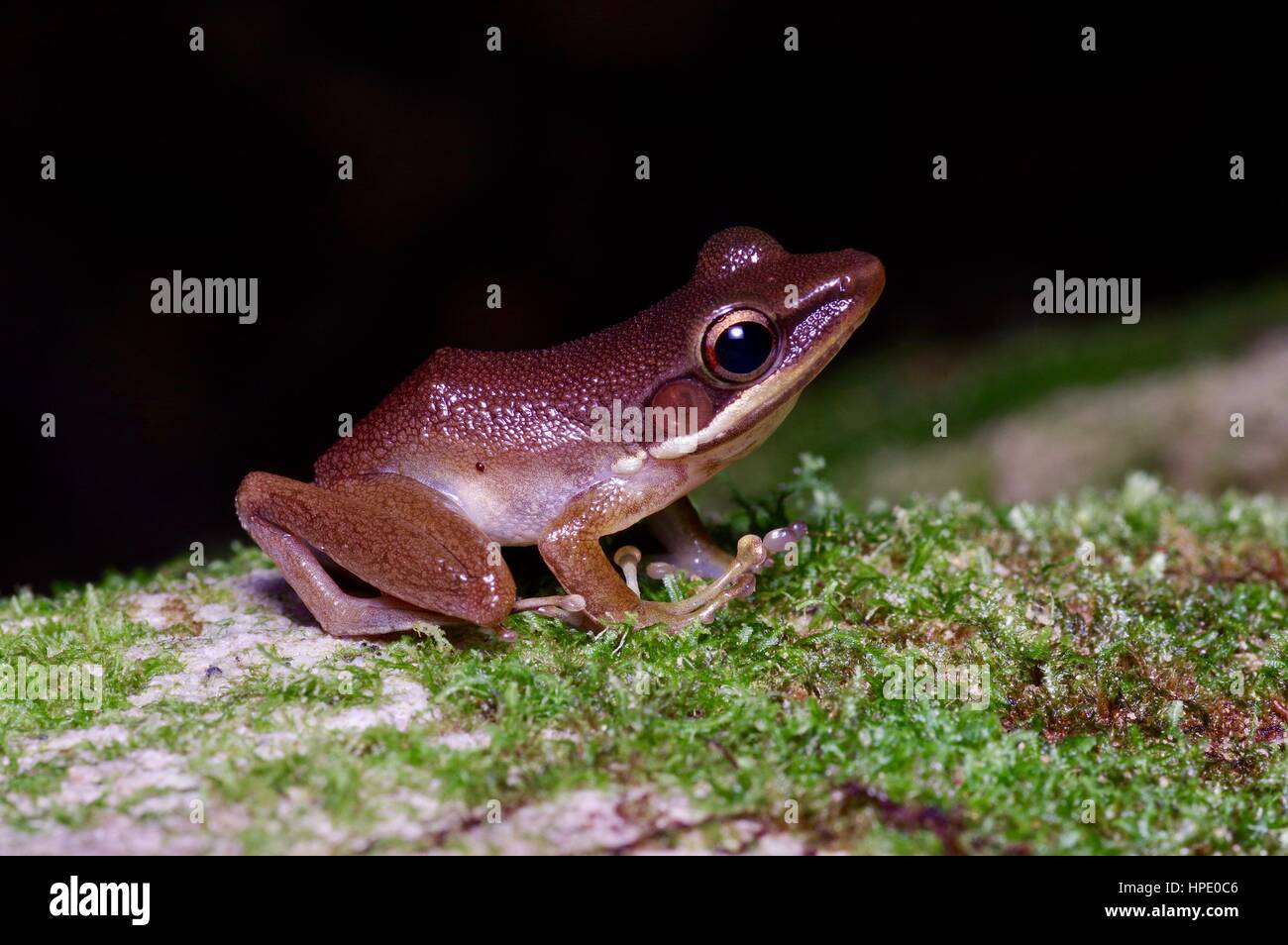 Un marrone rame-cheeked Frog (Chalcorana raniceps) su una roccia di muschio in Santubong National Park, Sarawak, Est Malesia, Borneo Foto Stock