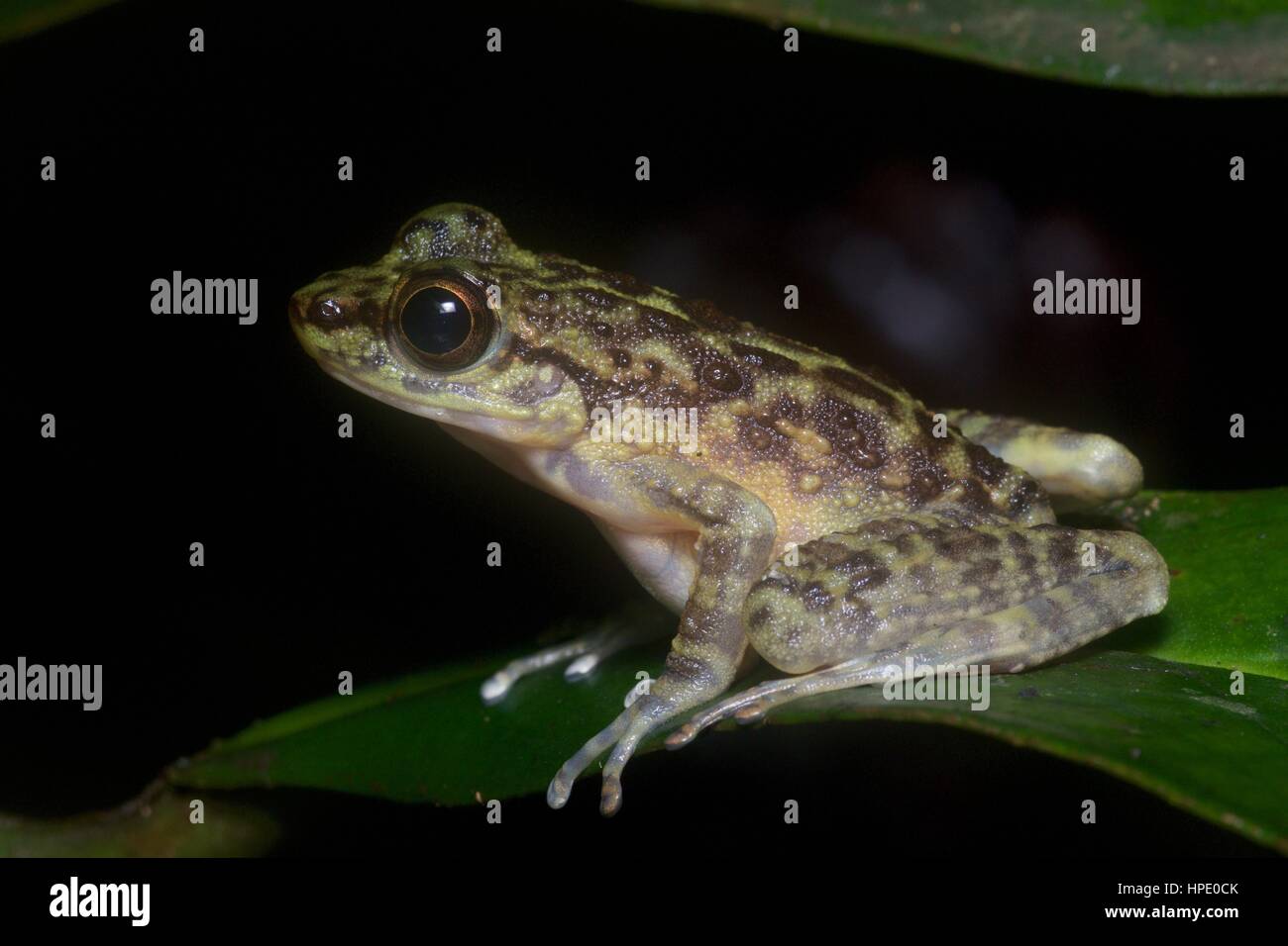 Una rana Torrent (Amolops larutensis) su una foglia nella foresta pluviale di notte in Ulu Yam, Selangor, Malaysia Foto Stock