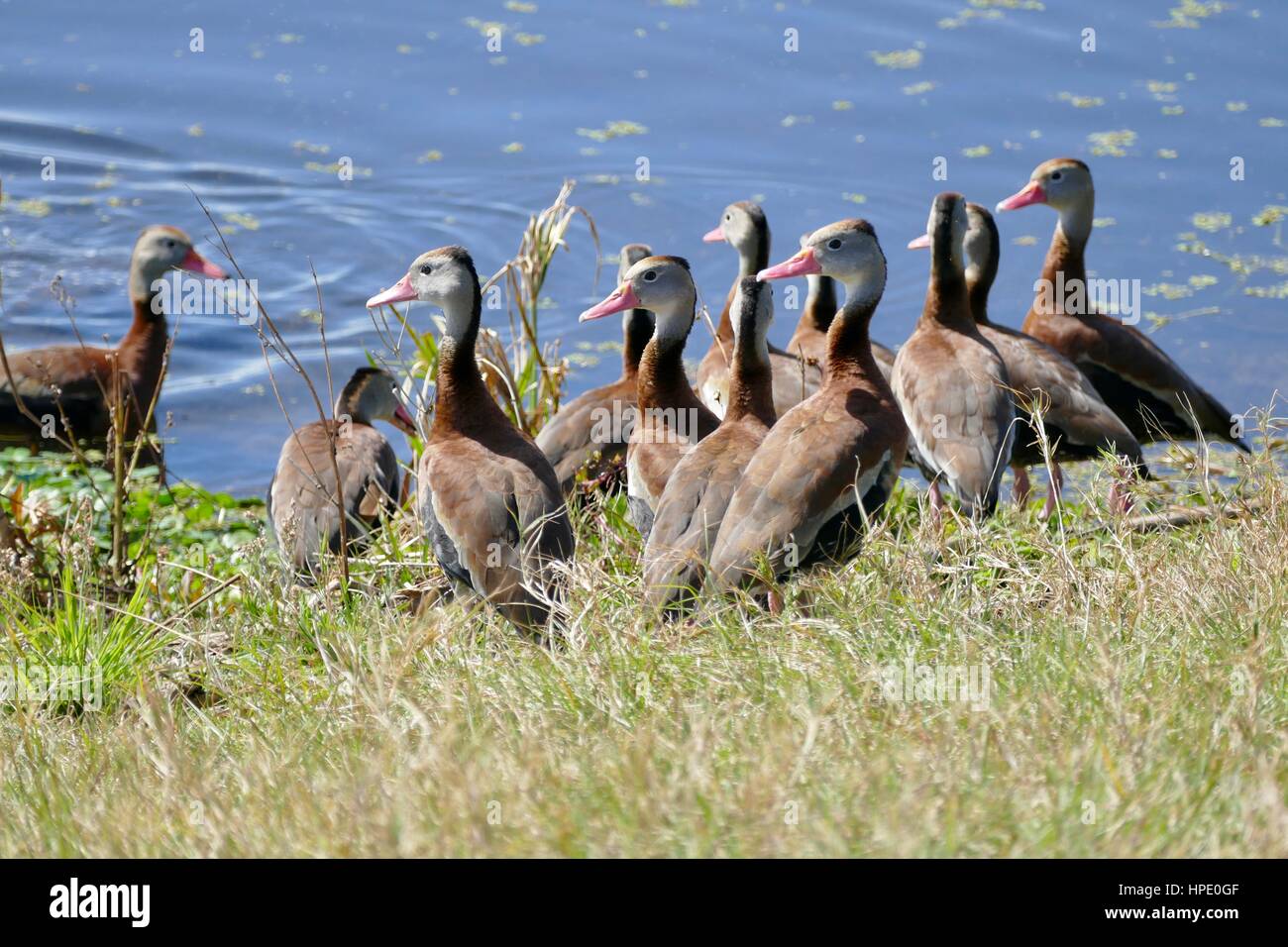 Gregge di anatre fischiate nere in un gruppo sul bordo di uno stagno. Sweetwater Wetlands Park, Gainesville, Florida, Stati Uniti Foto Stock