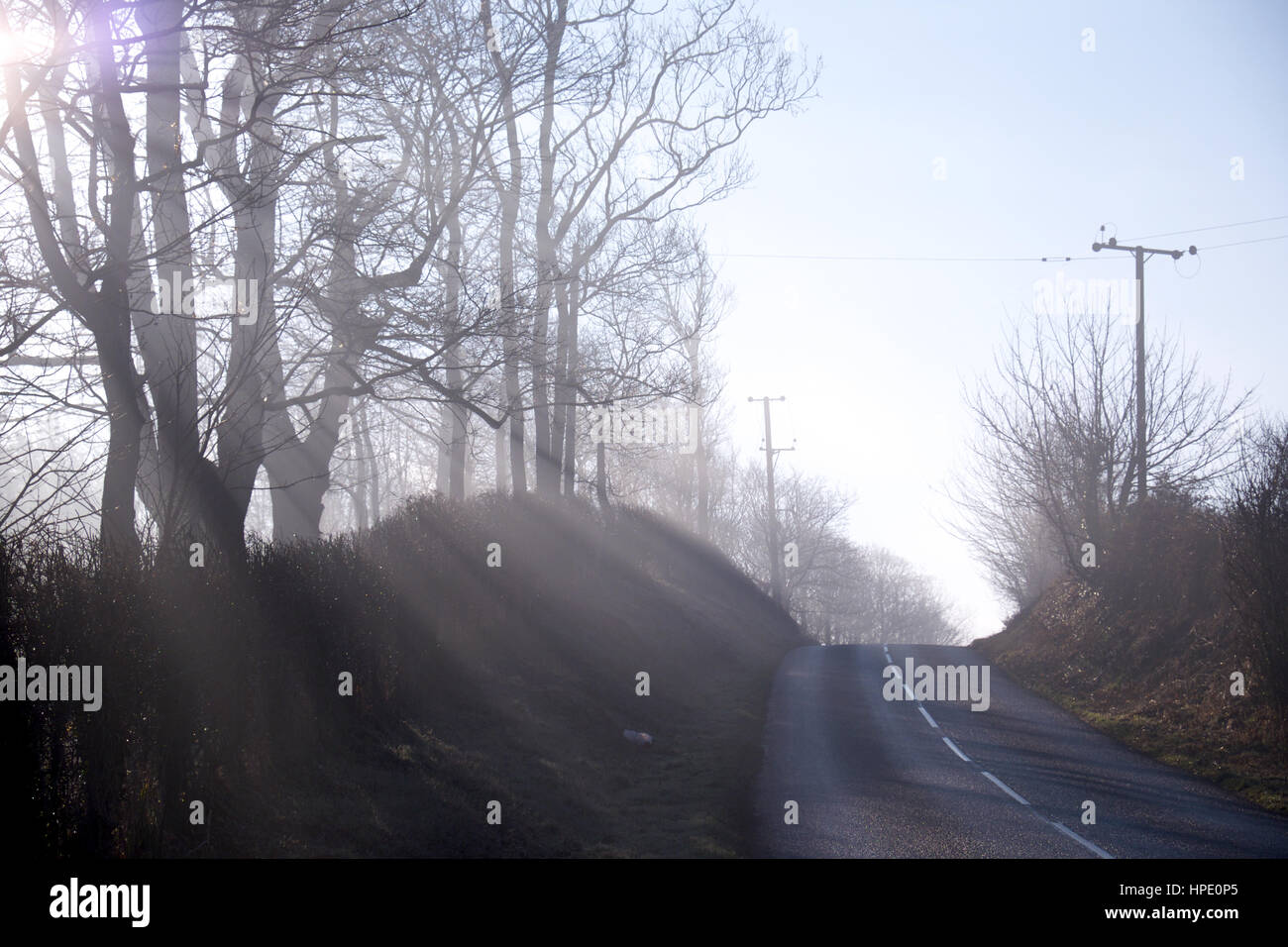 Raggi di bassa luce del sole invernale streaming attraverso gli alberi, gli alberi di luce bianca, silhoutted alberi, copertura e una parte di strada asfaltato in primo piano Foto Stock