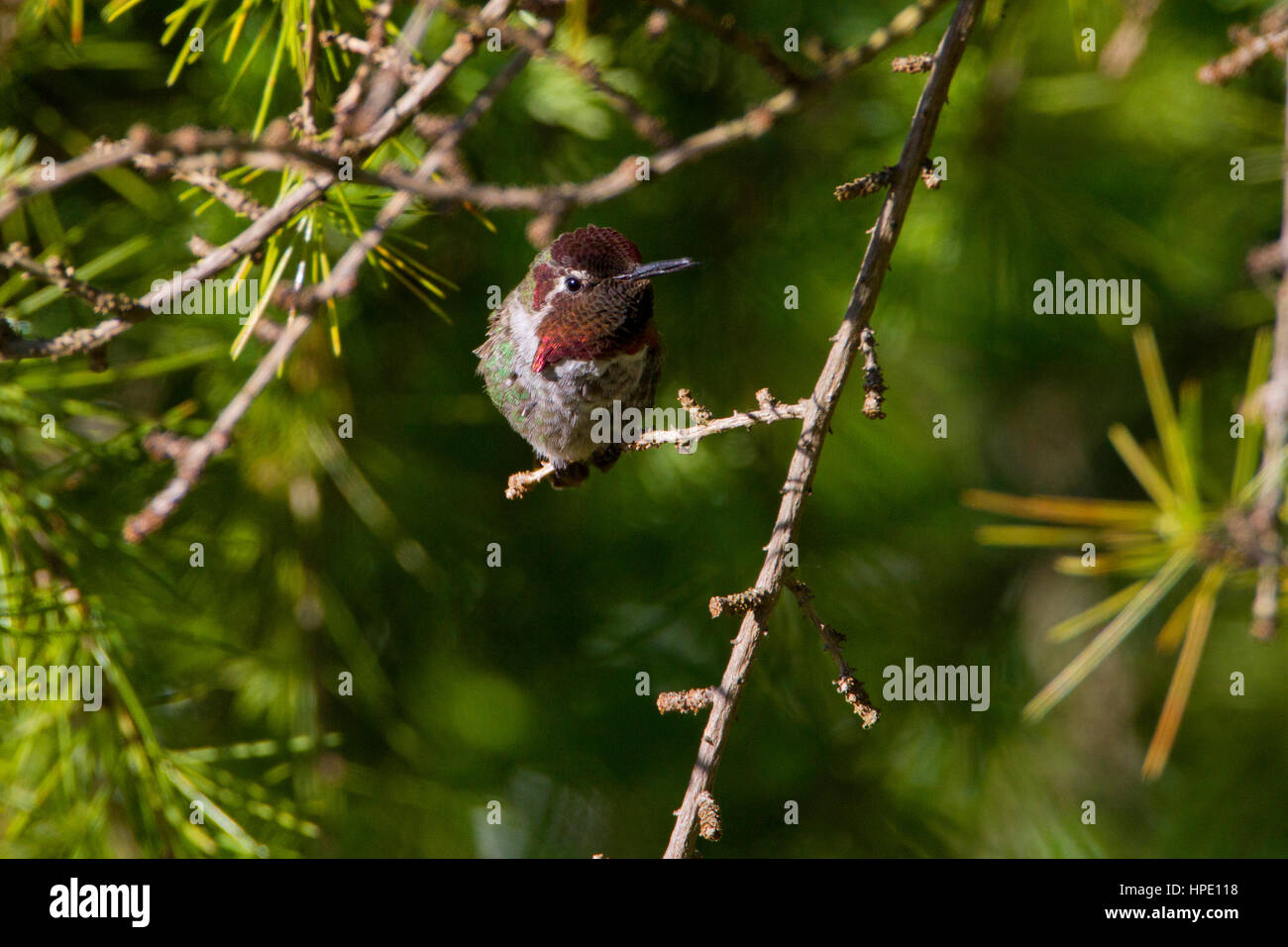 Anna (Hummingbird Calypte anna) maschio appollaiato su un ramoscello nel giardino di Nanaimo, BC, Canada Foto Stock
