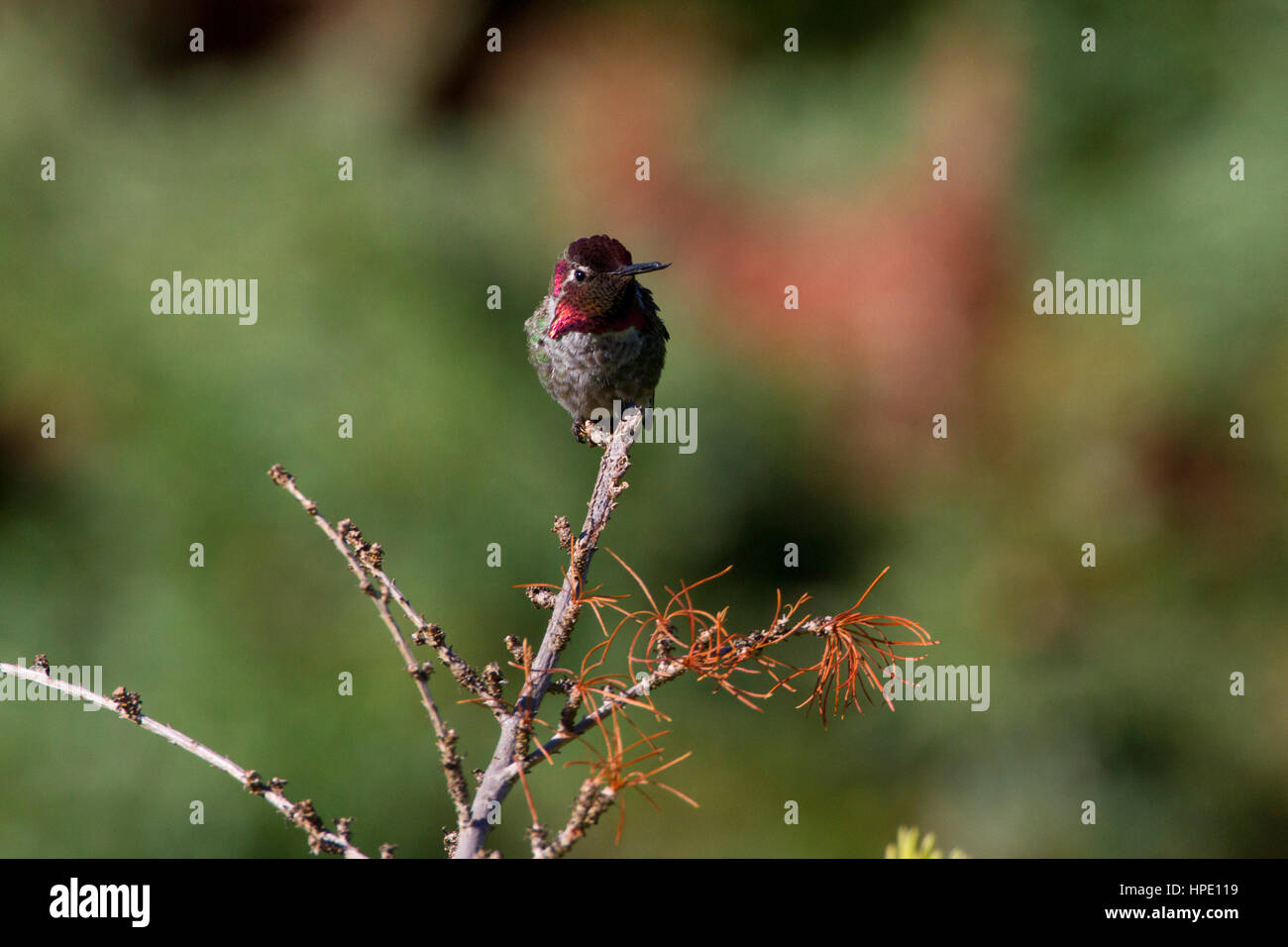 Anna (Hummingbird Calypte anna) maschio appollaiato su un ramoscello nel giardino di Nanaimo, BC, Canada Foto Stock