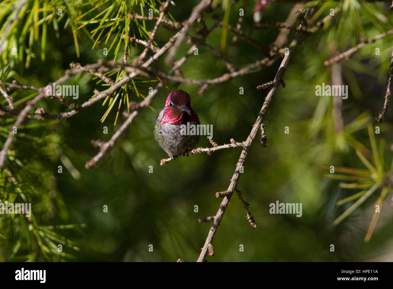 Anna (Hummingbird Calypte anna) maschio appollaiato su un ramoscello nel giardino di Nanaimo, BC, Canada Foto Stock