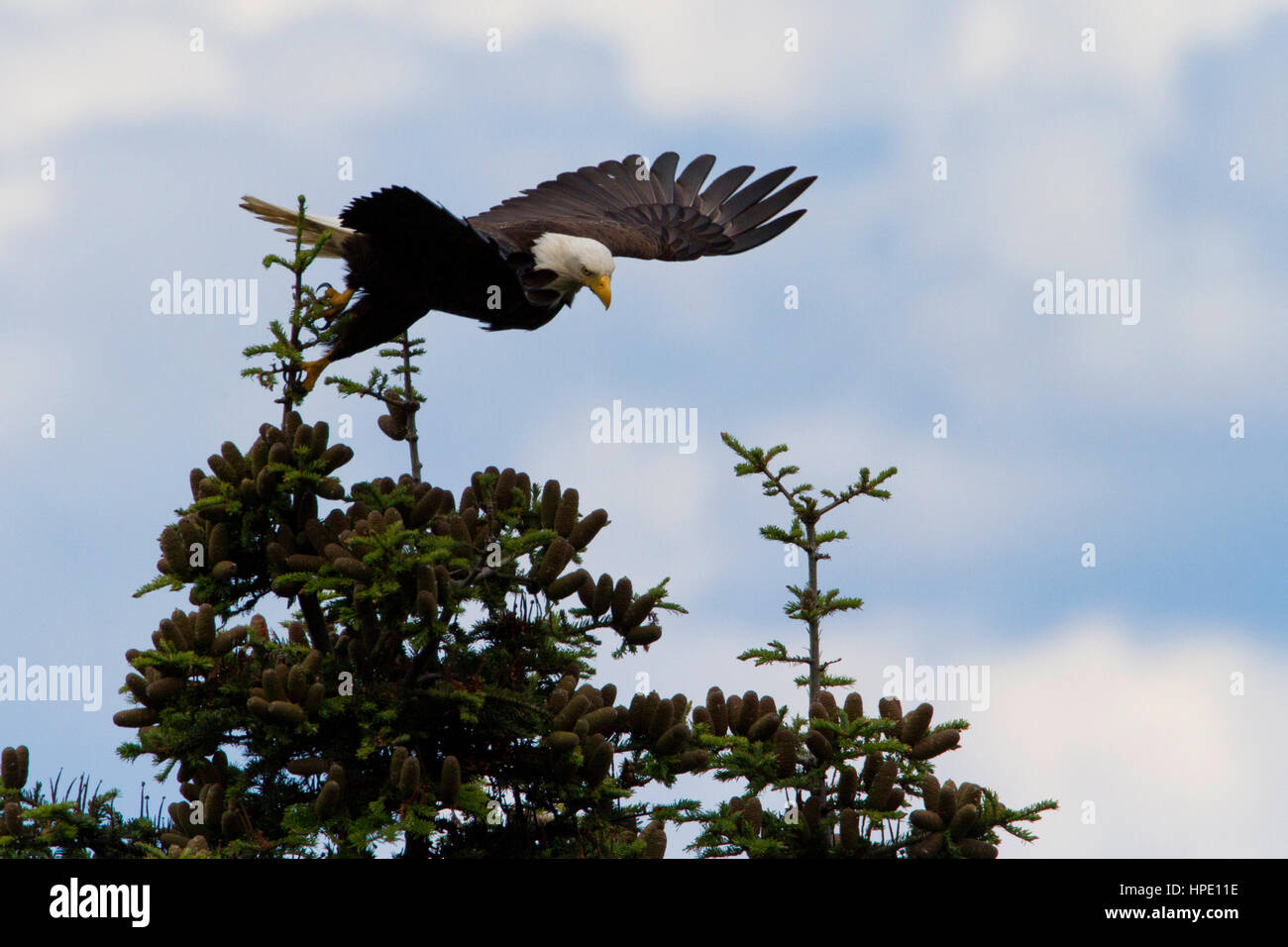 Aquila calva (Haliaeetus leucocephalus) volare giù da un Douglas Fir Tree lungo il litorale di Nanaimo, BC, Canada Foto Stock