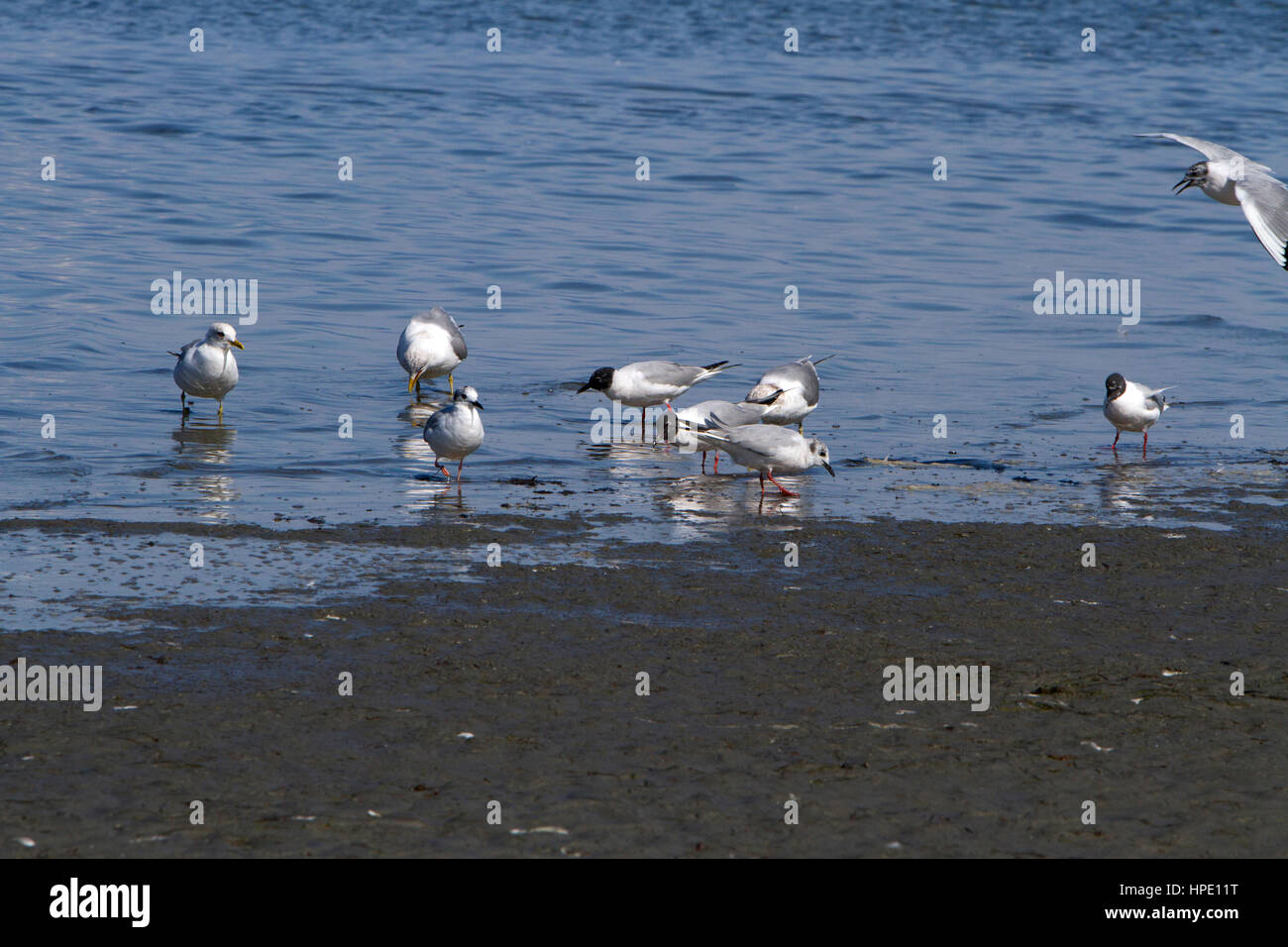 Napoleone i gabbiani (Chroicocephalus philadelphia) alimentazione lungo il litorale di Nanaimo, BC Canada Foto Stock