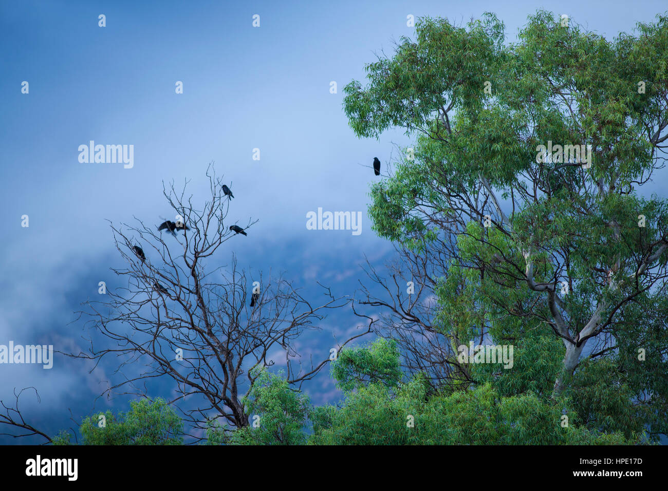 I corvi posatoio in un albero di eucalipto durante una tempesta di clearing, Santa Barbara, California Foto Stock