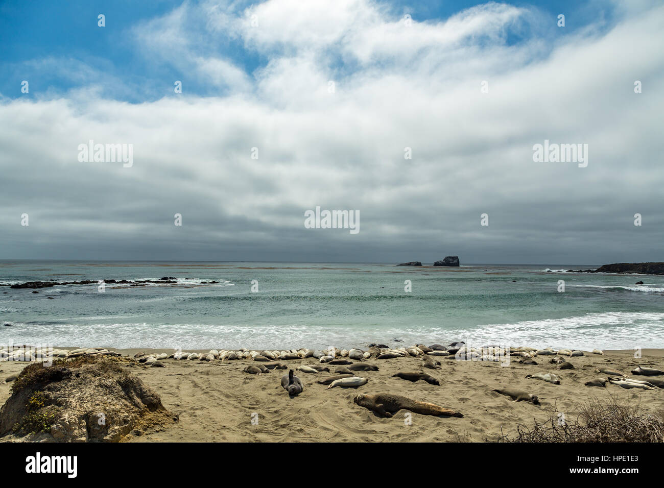 Elefante maschio delle guarnizioni di tenuta sono molto più grandi delle femmine e hanno un tronco-come naso, da cui la specie prende il nome. Foto Stock
