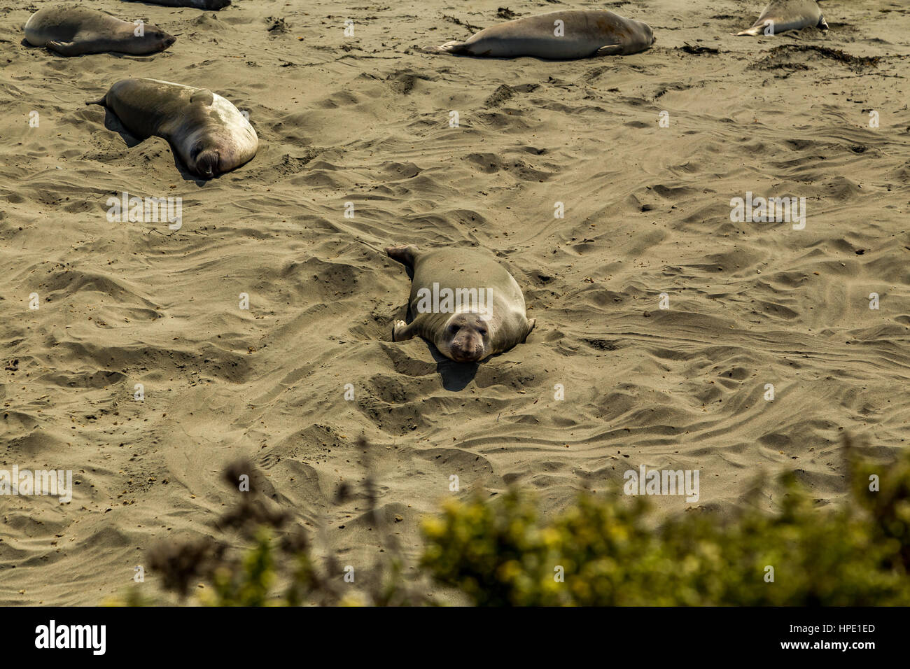 Elefante maschio delle guarnizioni di tenuta sono molto più grandi delle femmine e hanno un tronco-come naso, da cui la specie prende il nome. Foto Stock