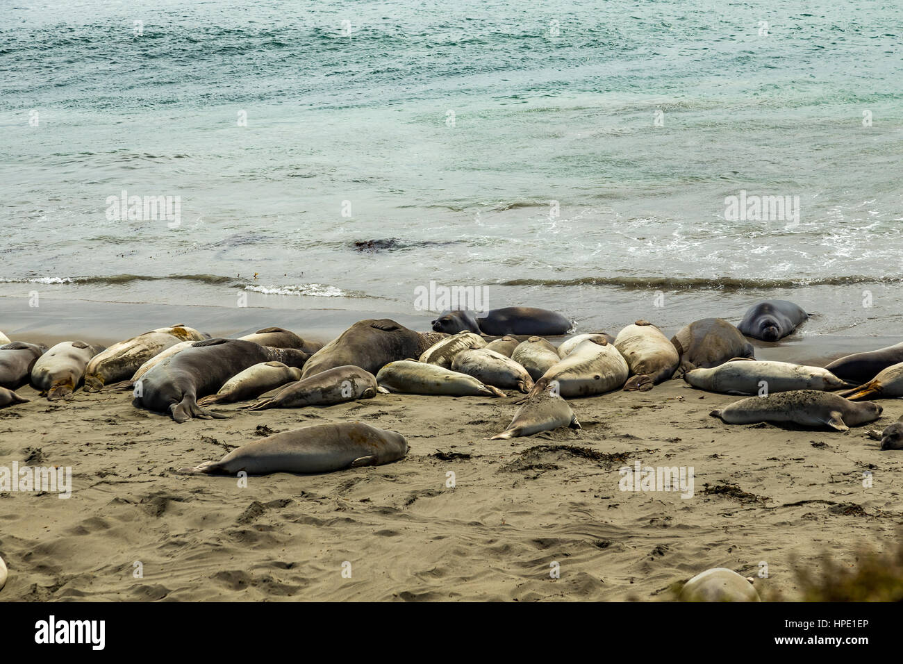 Elefante maschio delle guarnizioni di tenuta sono molto più grandi delle femmine e hanno un tronco-come naso, da cui la specie prende il nome. Foto Stock