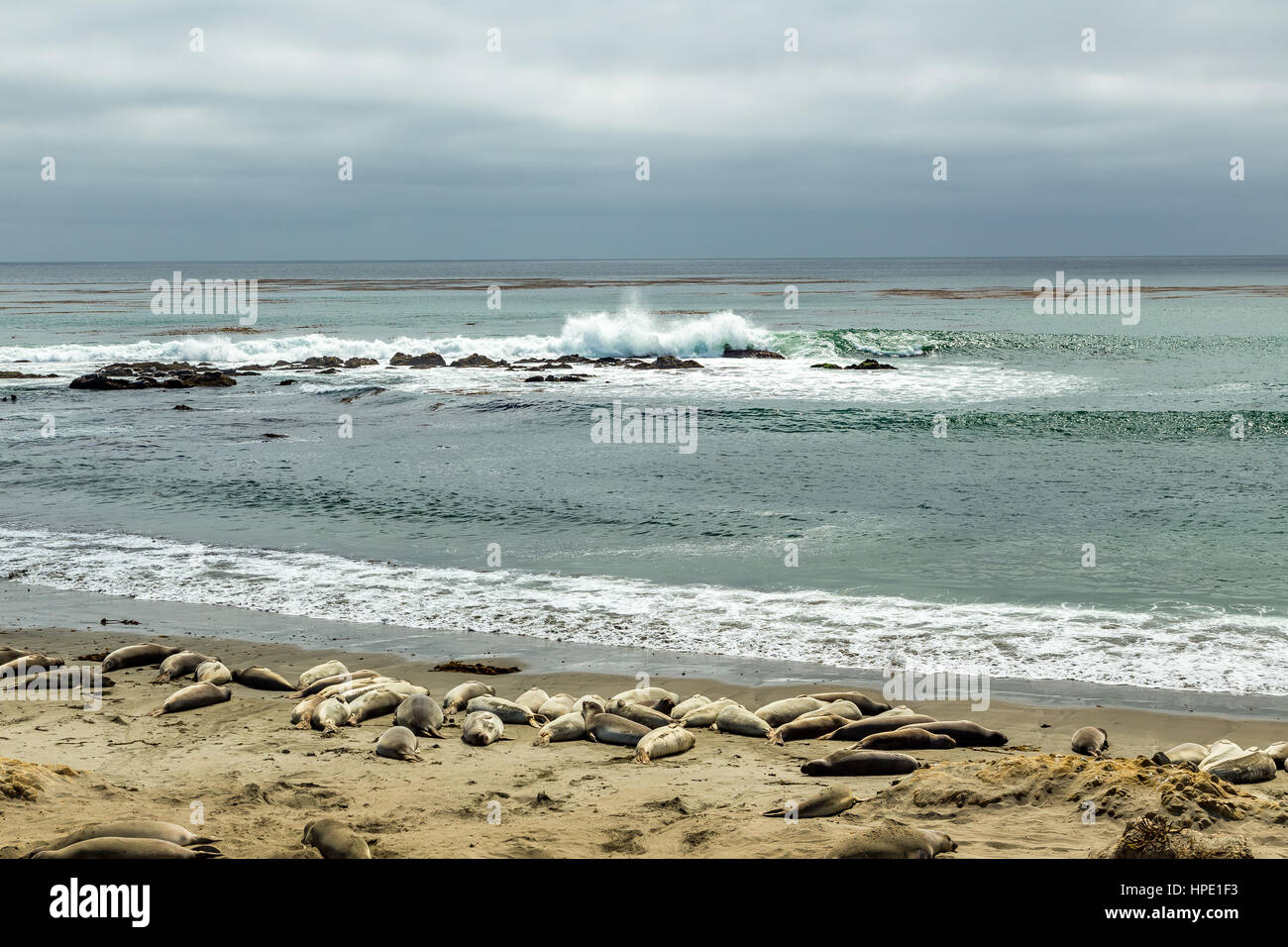 Elefante maschio delle guarnizioni di tenuta sono molto più grandi delle femmine e hanno un tronco-come naso, da cui la specie prende il nome. Foto Stock