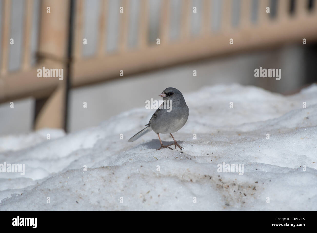 Dark-eyed junco (a testa grigia forma, Sandia Crest House, Nuovo Messico, Stati Uniti d'America. Foto Stock