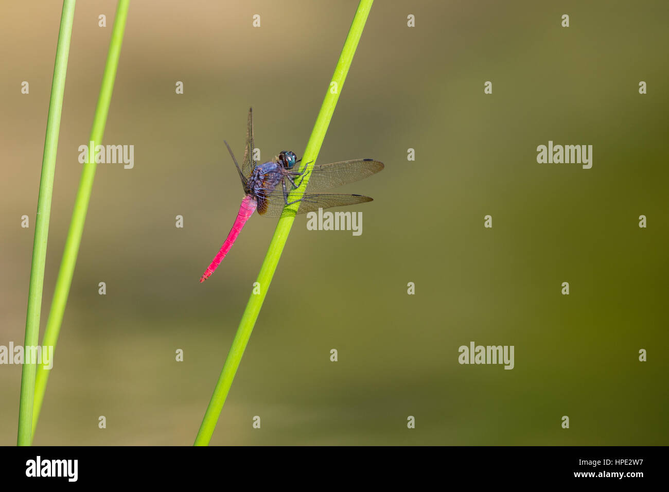 Ritratto di libellula - Comune Skimmer rosso(MASCHIO) Foto Stock
