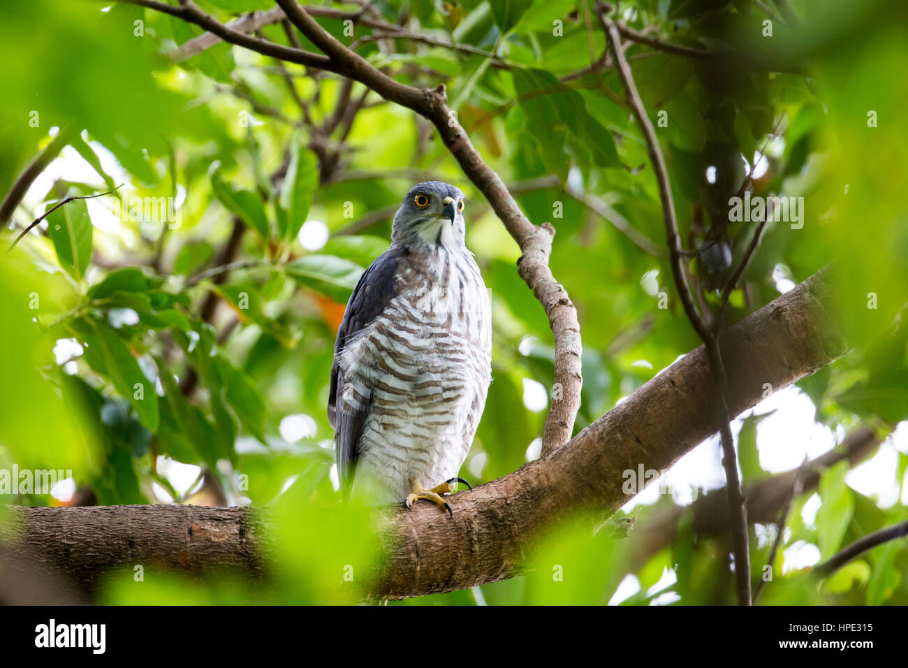 Crested Astore si appollaia su albero Foto Stock