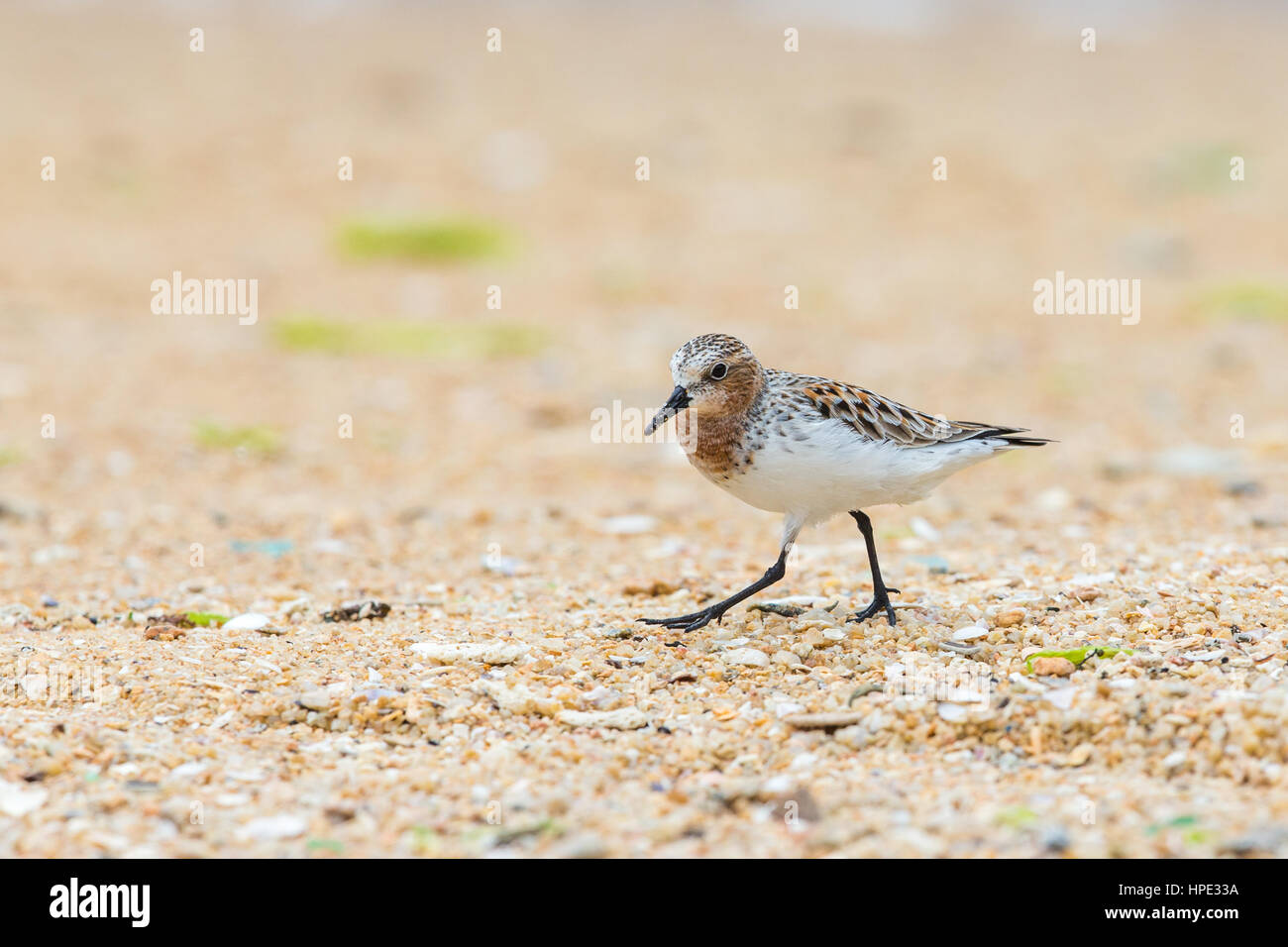 Rosso Colli (Stint Calidris ruficollis) passeggiate in spiaggia Foto Stock