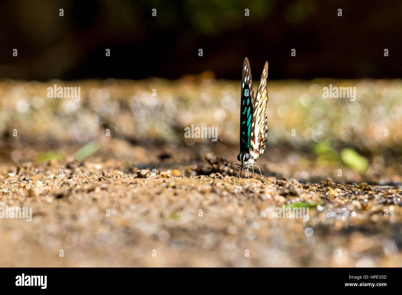 Comune di Jay (Graphium doson) farfalla acqua potabile con sfondo boken Foto Stock