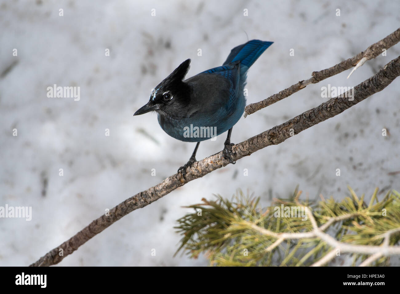 Stellar Jay, Sandia Crest House, Nuovo Messico, Stati Uniti d'America. Foto Stock