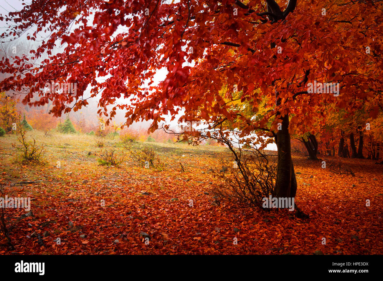 Struttura ad albero rosso nella bellissima foresta di autunno Foto Stock