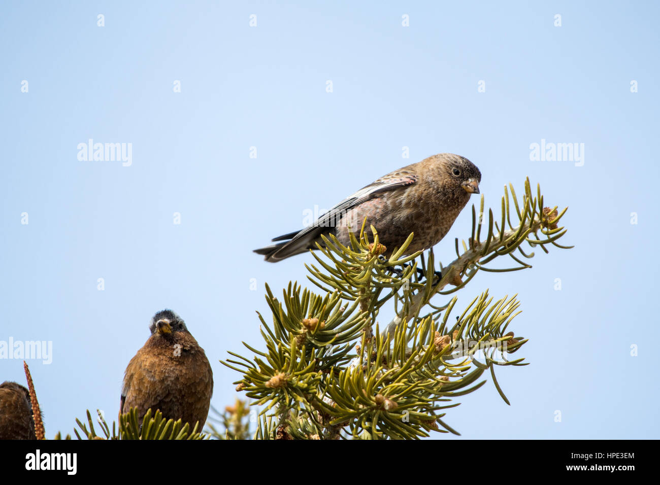 Brown-capped roseo-finch, Sandia Crest House, Nuovo Messico. Foto Stock