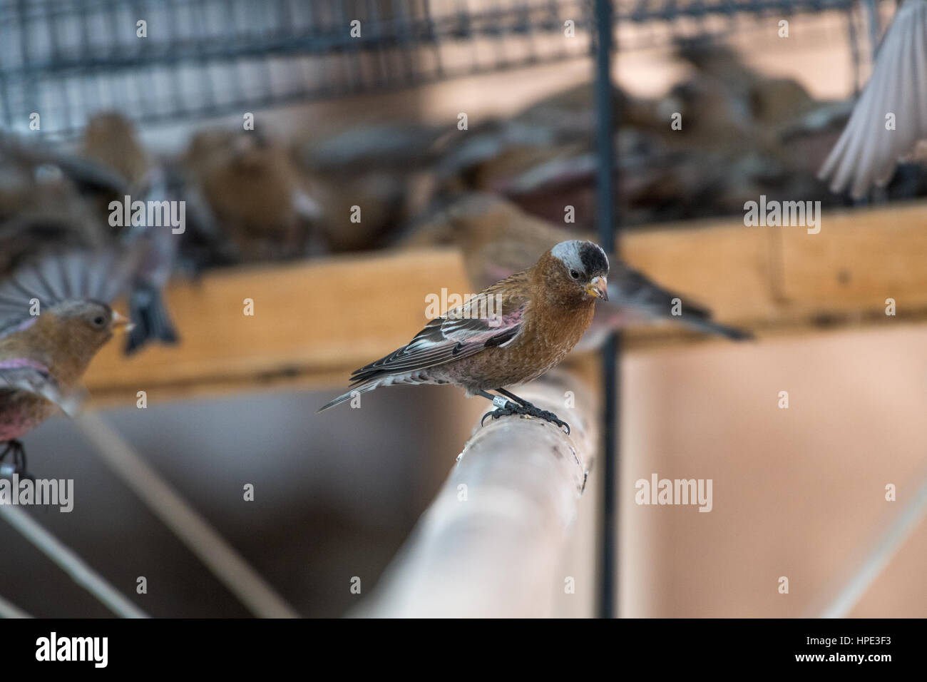 Grigio-incoronato Rosy Finch (interno) Gara, Sandia Crest House, Nuovo Messico. Foto Stock