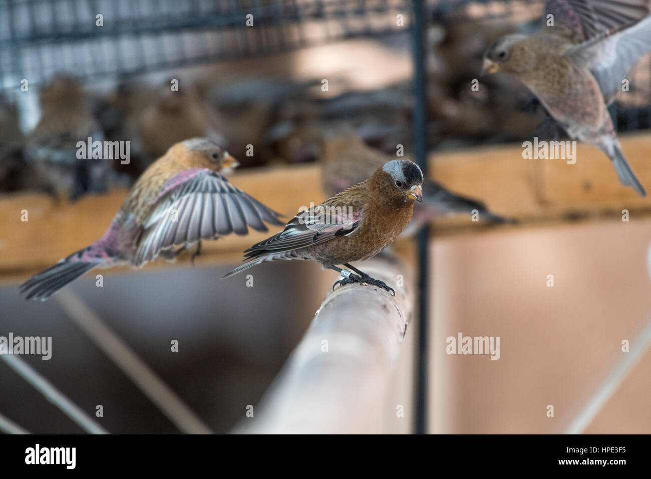Grigio-incoronato Rosy Finch (interno) Gara, Sandia Crest House, Nuovo Messico. Foto Stock