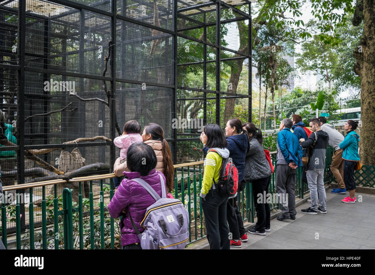 I turisti a guardare le scimmie a Hong Kong zoo (giardini zoologici e orti botanici) Foto Stock