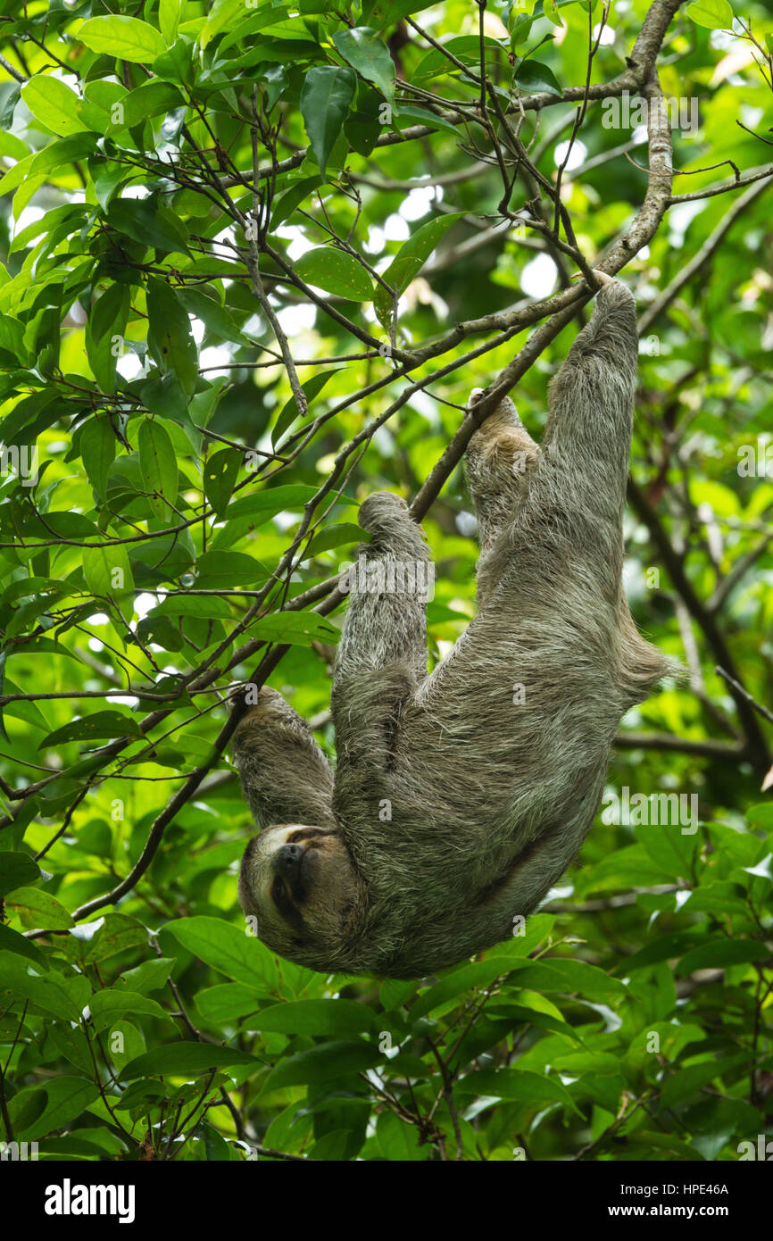 Il marrone-throated Sloth, Bradypus variegatus, è una specie di il bradipo trovato in America Centrale e America del Sud. Qui mostrato in Costa Rica. Essi l Foto Stock