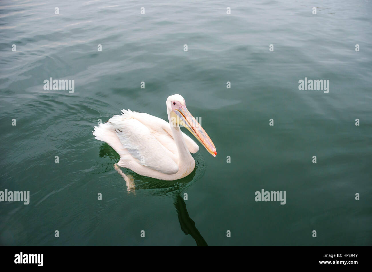 Un grande bianco pelican nuoto in Walvis Bay, Namibia. Foto Stock