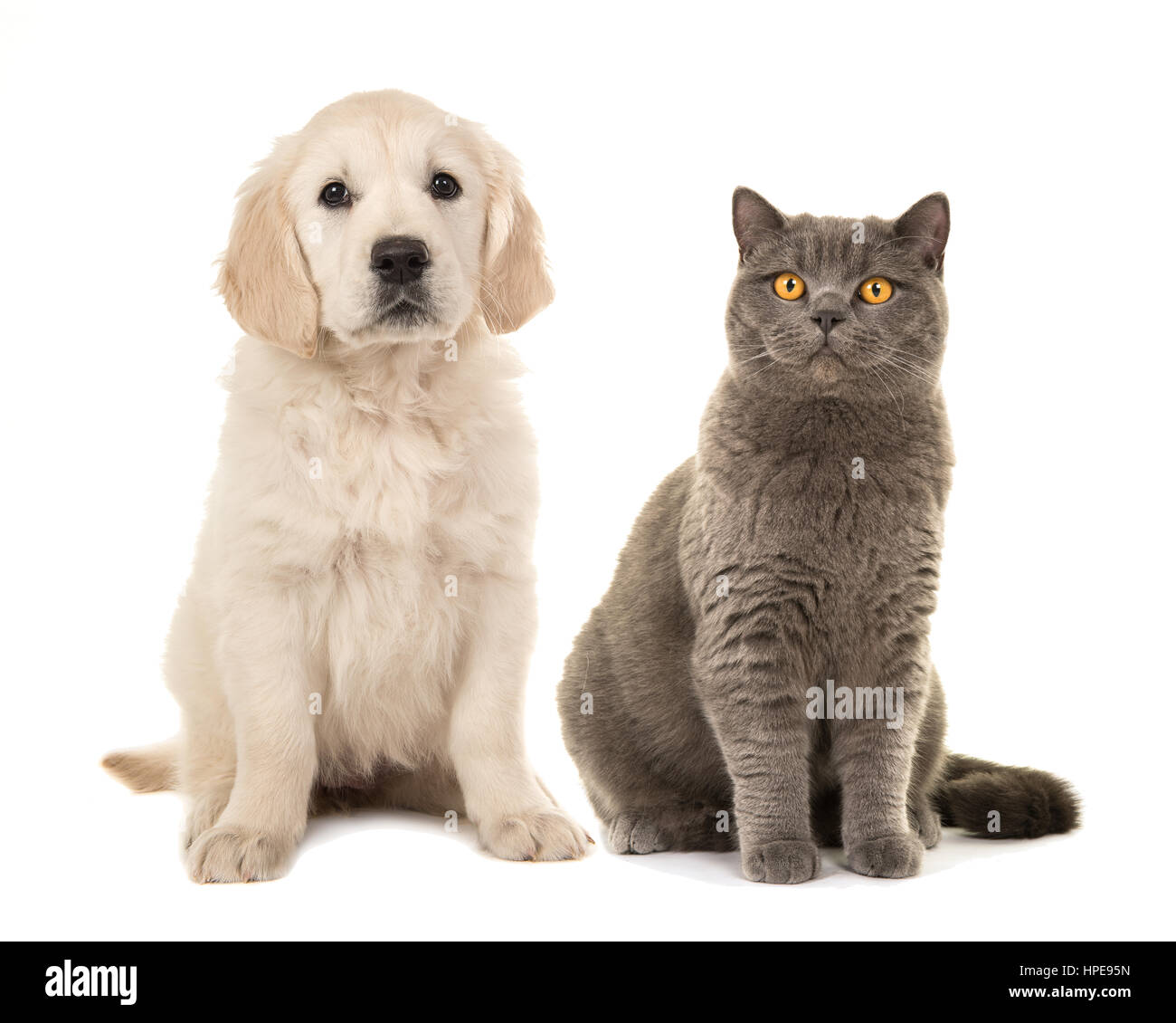 Bionda golden retriever cucciolo di cane e grigio british capelli corti cat seduto rivolto verso la telecamera isolata su uno sfondo bianco Foto Stock