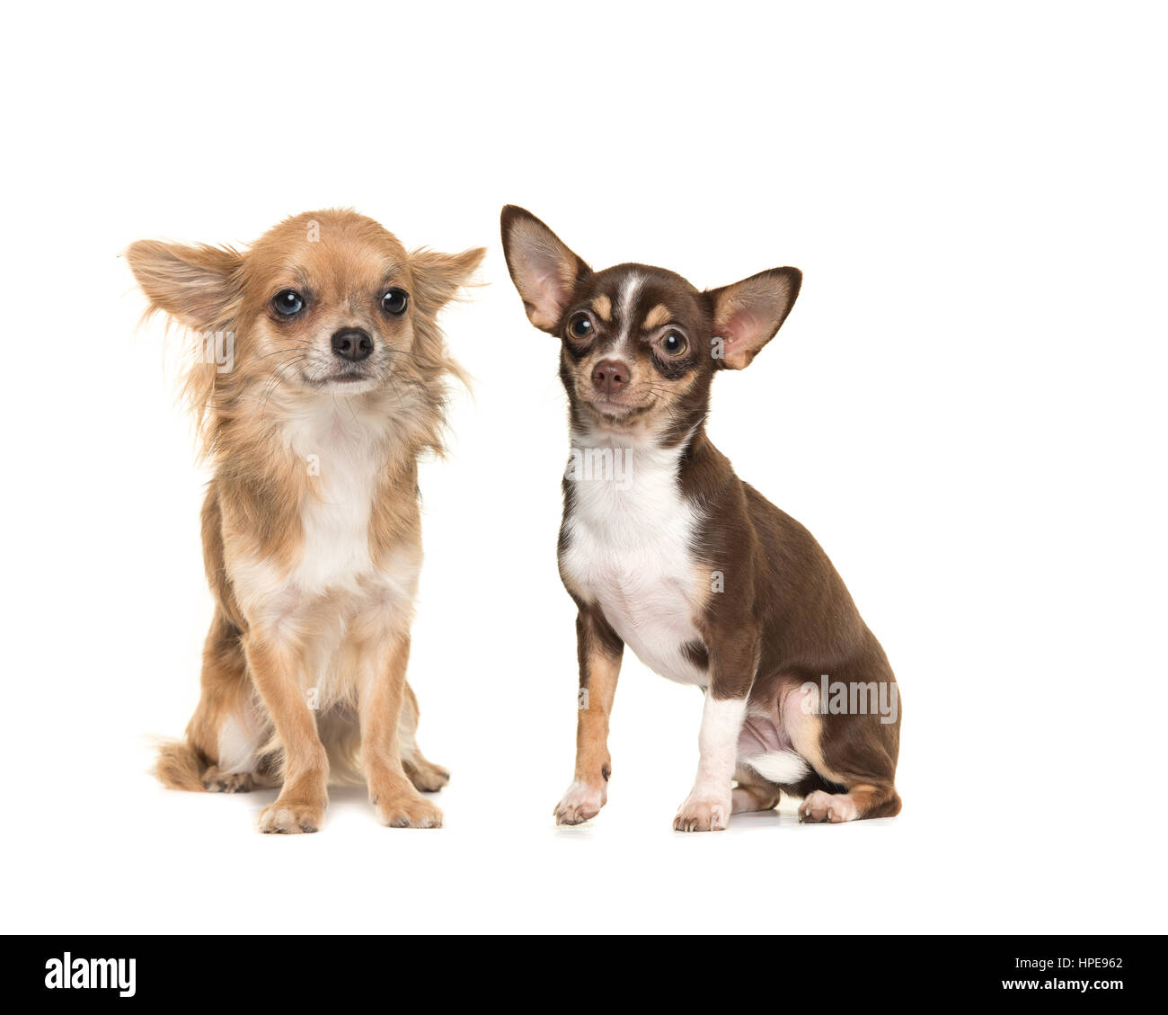 Due chihuahua cani uno dai capelli lunghi uno breve pelose, sia la seduta e rivolta verso la telecamera isolata su uno sfondo bianco Foto Stock