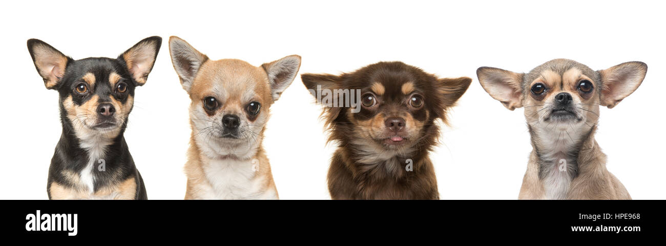 Quattro chihuahua cane ritratti accanto a ogni altra rivolta verso la telecamera su uno sfondo bianco Foto Stock