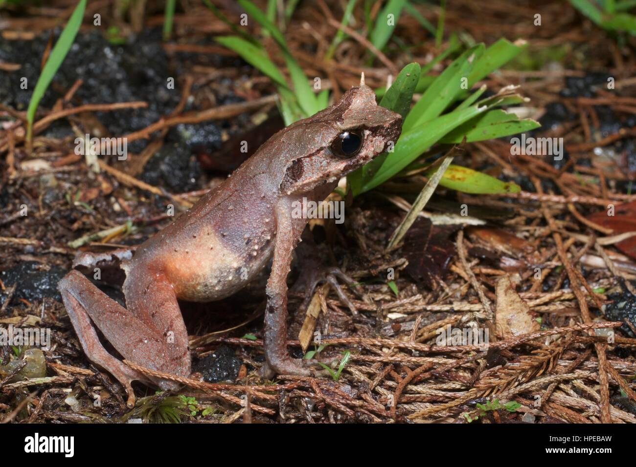 Una sottile-gambe Rana cornuta (Xenophrys longipes) nella figliata di foglia in Fraser, Hill, Pahang, Malaysia Foto Stock