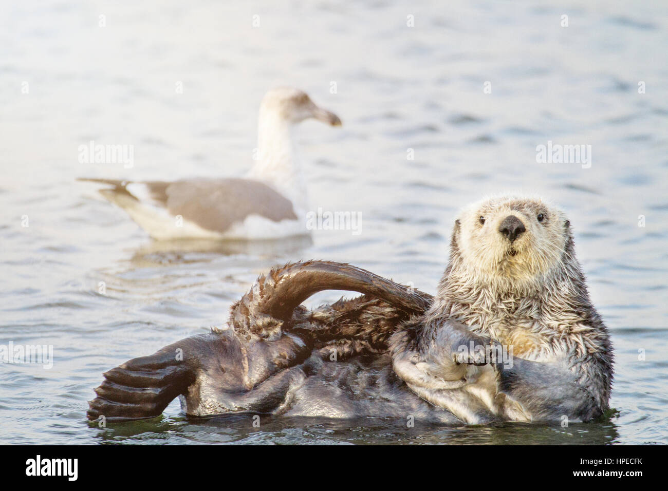 Lontra di mare meridionale Lontra e il Gabbiano Foto Stock