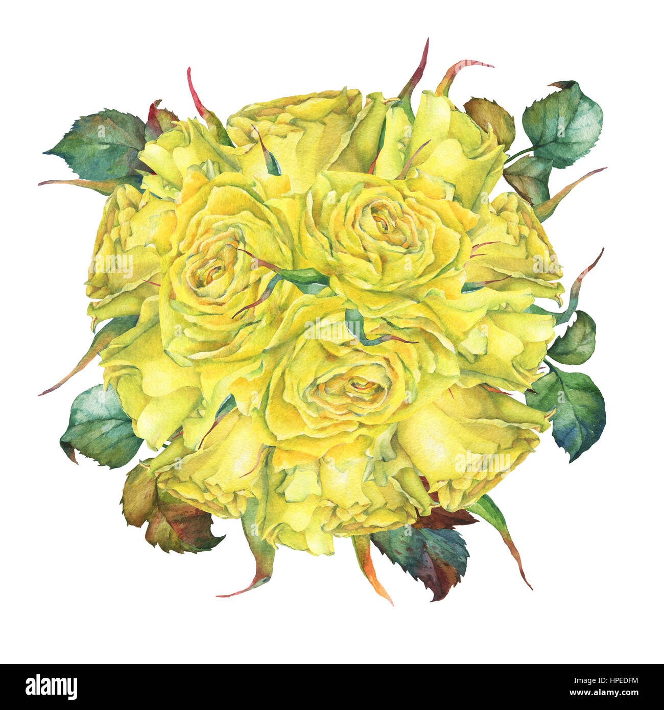 Bouquet nozze di giallo golden rose. Disegnata a mano di pittura ad acquerello su sfondo bianco. Foto Stock