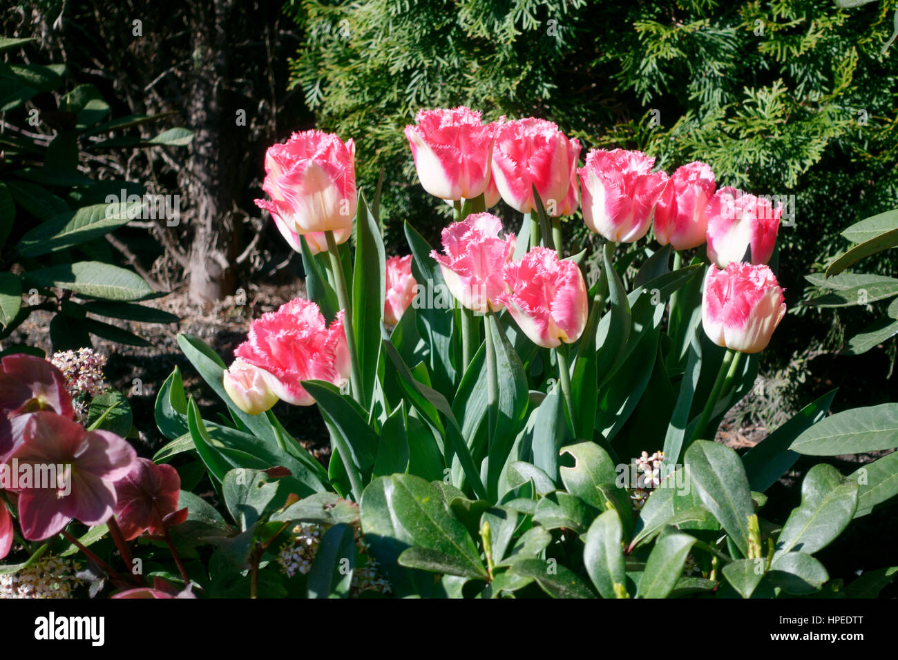 Rosa e bianco sfrangiato tulipani Foto Stock