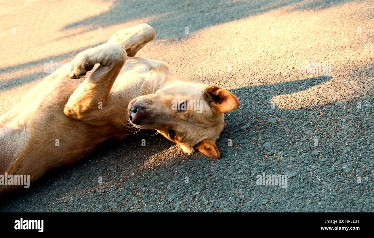 Il cane dorme sul cemento sfondo, il cane dorme sulla strada. Il cane è giocoso, il cane è sdraiato sul retro Foto Stock