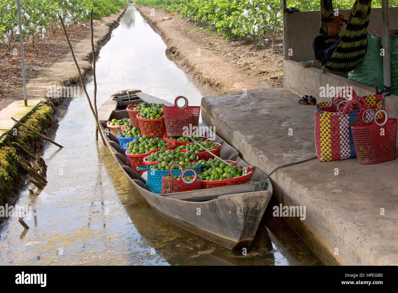 Piccola barca 'dinghy' ancorata in agricoltura canal, portando raccolte seedless verde lime "Citrus aurantifolia' , Guava orchard con avvolta la frutta. Foto Stock