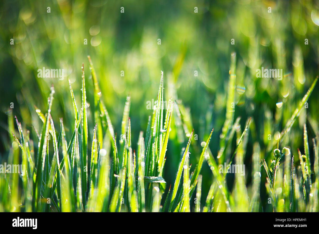 Close up di fresco verde erba con rugiada Foto Stock