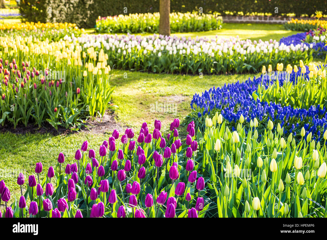 Tulipani e fiori a giardini Keukenhof Lisse, Paesi Bassi Foto Stock