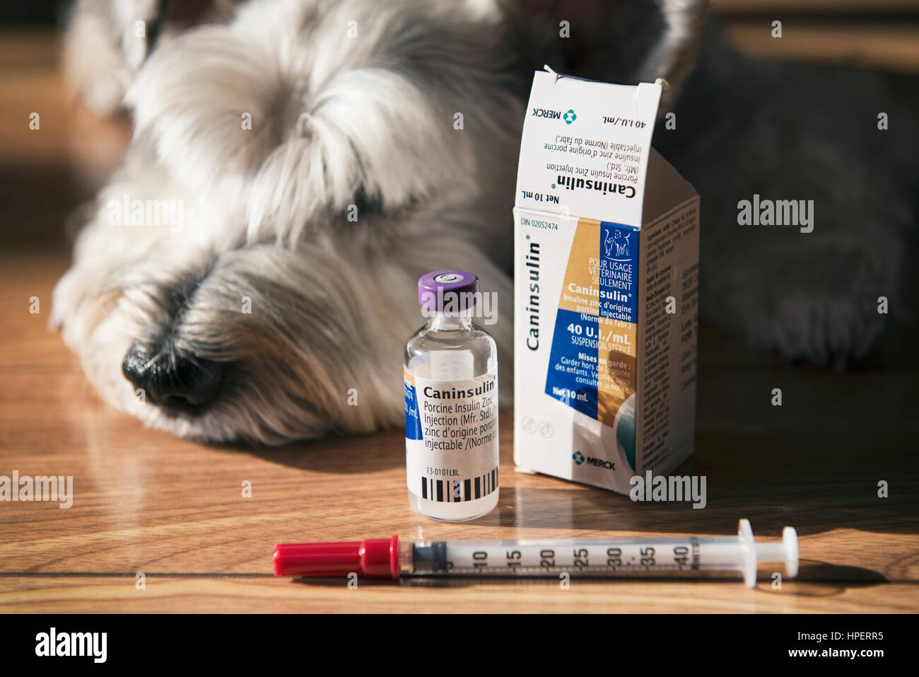 Cane diabetico, diabete canino, siringa da insulina Foto Stock
