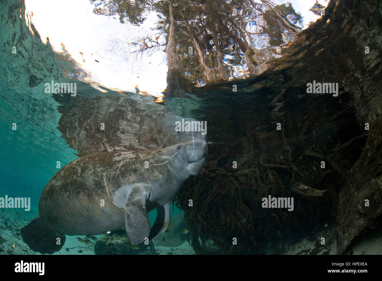 West Indian lamantino, Trichechus manatus, Florida, Stati Uniti d'America, America del Nord Foto Stock