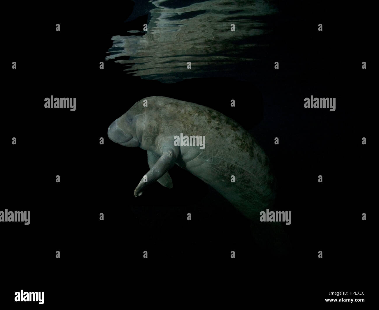 West Indian lamantino, Trichechus manatus, Florida, Stati Uniti d'America, America del Nord Foto Stock