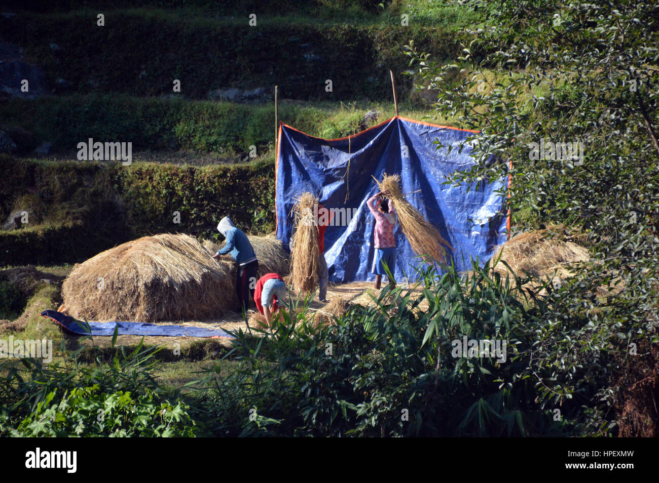 La trebbiatura del riso e la costruzione di pile di fieno al momento del raccolto in modo tradizionale nei pressi del villaggio di Birethanti nel Santuario di Annapurna Himalaya,,Nepal Foto Stock