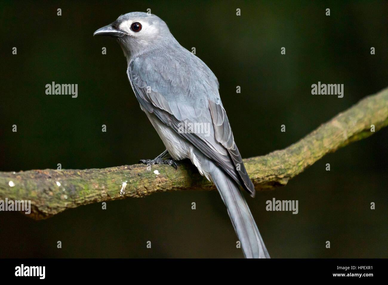 Ashy drongo, Dicrurus leucophaeus, Kaeng Krachan, Phetchaburi, Thailandia Foto Stock