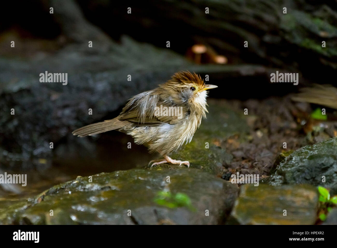 Avvistato babbler dopo avere un bagno, Pellorneum ruficeps, Kaeng Krachan, Phetchaburi, Thailandia Foto Stock