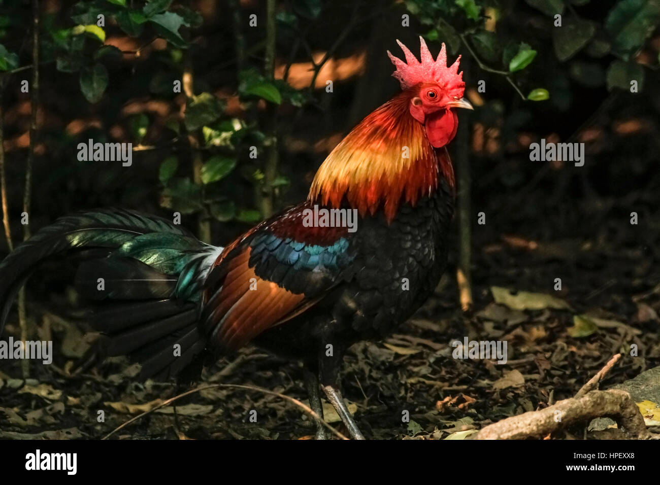 Rosso , junglefowl Gallus gallus, Kaeng Krachan, Thailandia, Asia Foto Stock