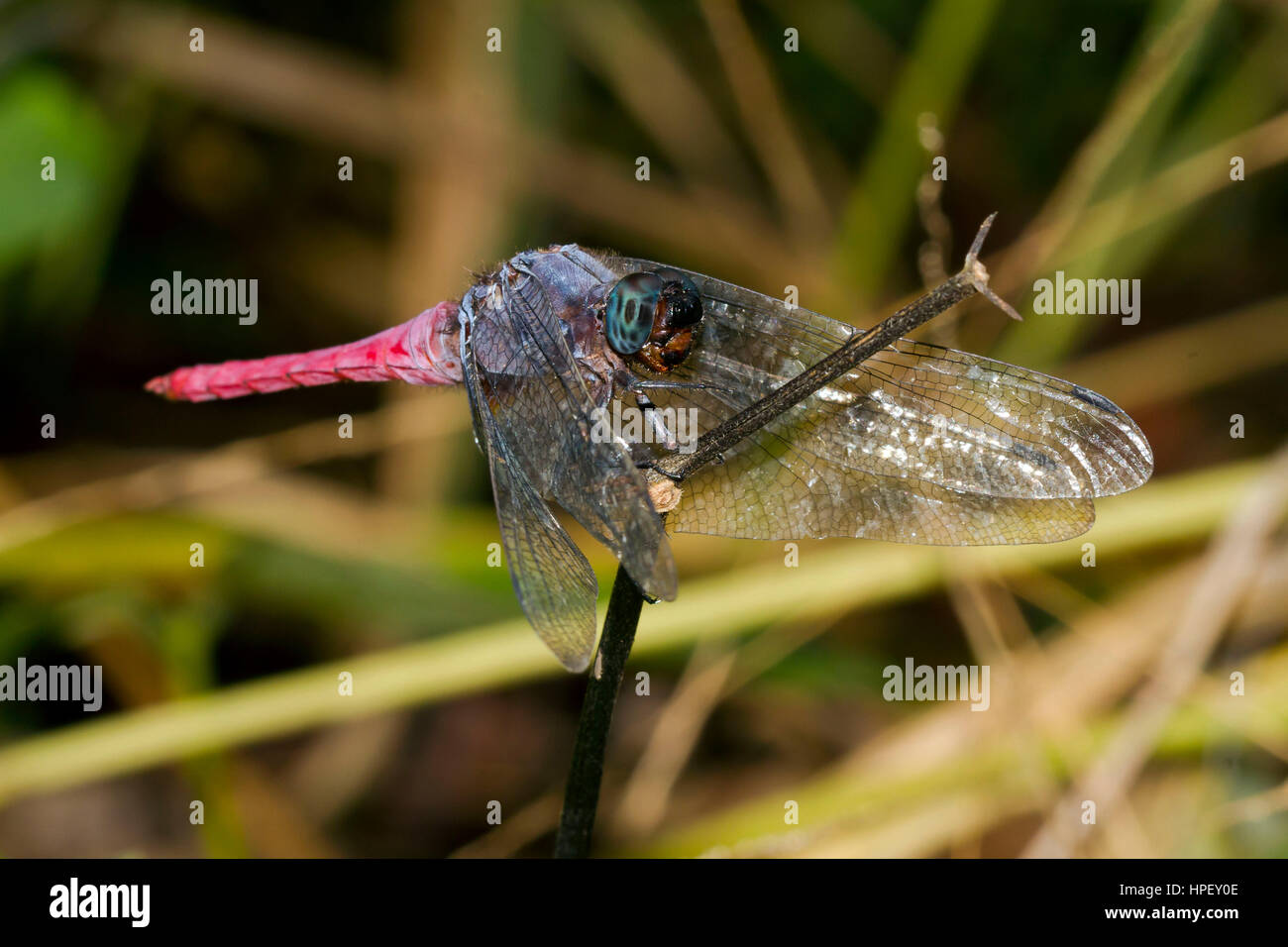 Libellula tropicale, Orthetrum pruinosum neglectum, Mae Wong National Park, Kamphaeng Phet, Thailandia Foto Stock